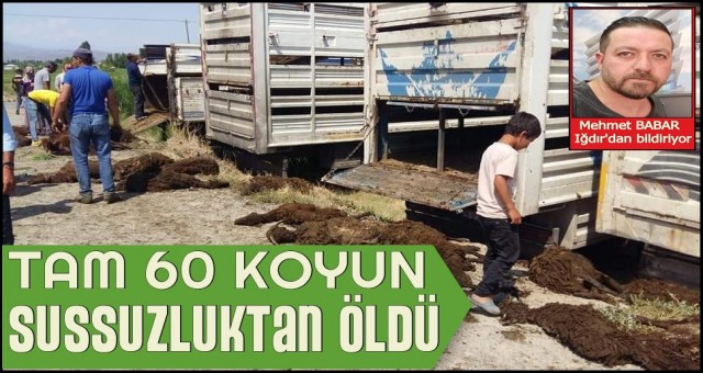 60 KOYUN TELEF OLDU